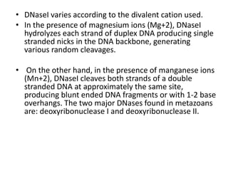 • DNaseI varies according to the divalent cation used.
• In the presence of magnesium ions (Mg+2), DNaseI
hydrolyzes each strand of duplex DNA producing single
stranded nicks in the DNA backbone, generating
various random cleavages.
• On the other hand, in the presence of manganese ions
(Mn+2), DNaseI cleaves both strands of a double
stranded DNA at approximately the same site,
producing blunt ended DNA fragments or with 1-2 base
overhangs. The two major DNases found in metazoans
are: deoxyribonuclease I and deoxyribonuclease II.
 