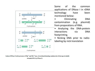 Some of the common
applications of DNase I in rDNA
technology have been
mentioned below:
• Eliminating DNA
contamination (e.g. plasmid)
from preparations of RNA.
• Analyzing the DNA-protein
interactions via DNA
footprinting.
• Nicking DNA prior to radio-
labeling by nick translation
 