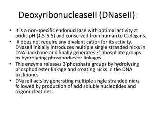 DeoxyribonucleaseII (DNaseII):
• It is a non-specific endonuclease with optimal activity at
acidic pH (4.5-5.5) and conserved from human to C.elegans.
• It does not require any divalent cation for its activity.
DNaseII initially introduces multiple single stranded nicks in
DNA backbone and finally generates 3’ phosphate groups
by hydrolyzing phosphodiester linkages.
• This enzyme releases 3’phosphate groups by hydrolyzing
phosphodiester linkage and creating nicks in the DNA
backbone.
• DNaseII acts by generating multiple single stranded nicks
followed by production of acid soluble nucleotides and
oligonucleotides.
 