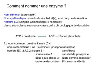 Comment nommer une enzyme ?
Nom commun (abréviation)
Nom systématique: nom du(des) substrat(s), suivi du type de réaction.
Nombre EC (Enzyme Commission) (4 nombres):
classe.sous-classe.sous-sous-classe.ordre chronologique de description
ATP + créatinine ADP + créatine phosphate
Ex. nom commun : créatine kinase (CK)
nom systématique : ATP:créatine N-phosphotransférase
nombre EC 2.7.3.2 :classe 2 : transférase
sous-classe 7 : transfert de phosphate
sous-sous-classe 3: azote comme accepteur
ordre de description: 2ème
enzyme décrite
 