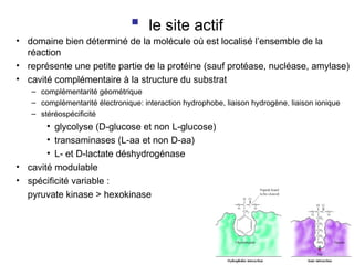  le site actif
• domaine bien déterminé de la molécule où est localisé l’ensemble de la
réaction
• représente une petite partie de la protéine (sauf protéase, nucléase, amylase)
• cavité complémentaire à la structure du substrat
– complémentarité géométrique
– complémentarité électronique: interaction hydrophobe, liaison hydrogène, liaison ionique
– stéréospécificité
• glycolyse (D-glucose et non L-glucose)
• transaminases (L-aa et non D-aa)
• L- et D-lactate déshydrogénase
• cavité modulable
• spécificité variable :
pyruvate kinase > hexokinase
 