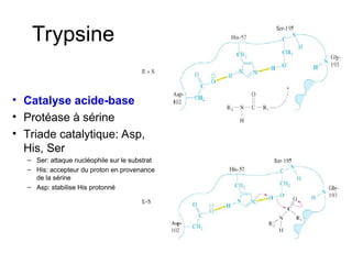 Trypsine
• Catalyse acide-base
• Protéase à sérine
• Triade catalytique: Asp,
His, Ser
– Ser: attaque nucléophile sur le substrat
– His: accepteur du proton en provenance
de la sérine
– Asp: stabilise His protonné
 