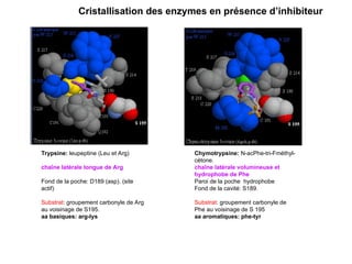 Trypsine: leupeptine (Leu et Arg)
chaîne latérale longue de Arg
Fond de la poche: D189 (asp). (site
actif)
Substrat: groupement carbonyle de Arg
au voisinage de S195.
aa basiques: arg-lys
Chymotrypsine: N-acPhe-tri-Fméthyl-
cétone.
chaîne latérale volumineuse et
hydrophobe de Phe
Paroi de la poche hydrophobe
Fond de la cavité: S189.
Substrat: groupement carbonyle de
Phe au voisinage de S 195
aa aromatiques: phe-tyr
Cristallisation des enzymes en présence d’inhibiteur
 