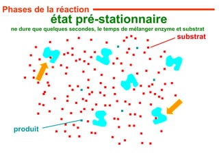 état pré-stationnaire
ne dure que quelques secondes, le temps de mélanger enzyme et substrat
produit
substrat
Phases de la réaction
 