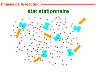 état stationnaire
Phases de la réaction
 