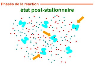 état post-stationnaire
ENZYMOLOGIE
Phases de la réaction
 