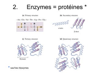 2. Enzymes = protéines *
* sauf les ribozymes
 