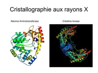 Cristallographie aux rayons X
Créatine kinase
Alanine Aminotransferase
 