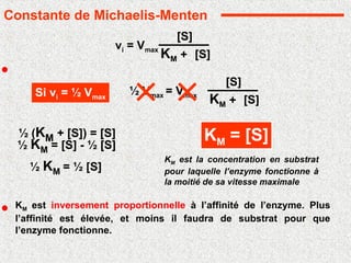 vi = Vmax
[S]
[S]
KM +
Si vi = ½ Vmax
½ Vmax = Vmax
[S]
[S]
KM +
½ (KM + [S]) = [S]
½ KM = [S] - ½ [S]
½ KM = ½ [S]
KM = [S]
KM est inversement proportionnelle à l’affinité de l’enzyme. Plus
l’affinité est élevée, et moins il faudra de substrat pour que
l’enzyme fonctionne.
Constante de Michaelis-Menten
KM est la concentration en substrat
pour laquelle l’enzyme fonctionne à
la moitié de sa vitesse maximale
 