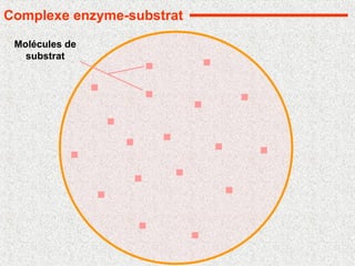 Molécules de
substrat
Complexe enzyme-substrat
 