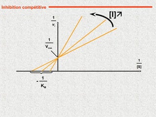 1
[S]
vi
1
1
Vmax
[I]
1
KM
-
Inhibition compétitive
 