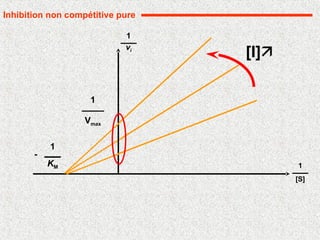 Inhibition non compétitive pure
1
[S]
vi
1
[I]
1
Vmax
KM
1
-
 