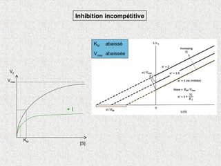 KM abaissé
Vmax abaissée
KM
Vmax
V0
[S]
+ I
Inhibition incompétitive
 