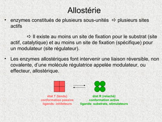 état T (tendu)
conformation passive
ligands: inhibiteurs
état R (relaché)
conformation active
ligands: substrats, stimulateurs
Allostérie
• enzymes constitués de plusieurs sous-unités  plusieurs sites
actifs
 Il existe au moins un site de fixation pour le substrat (site
actif, catalytique) et au moins un site de fixation (spécifique) pour
un modulateur (site régulateur).
• Les enzymes allostériques font intervenir une liaison réversible, non
covalente, d’une molécule régulatrice appelée modulateur, ou
effecteur, allostérique.
 
