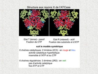 Structure aux rayons X de l’ATCase
Etat T (tense) - passif
Fixation de CTP
Etat R (relaxed) - actif
Fixation des substrats et d’ATP
6 chaînes catalytiques: 2 trimères (2C3) : en rouge et bleu
activité catalytique hyperbolique
insensible à l’ATP et au CTP
6 chaînes régulatrices: 3 dimères (2R2) : en vert
pas d’activité catalytique
fixe ATP et CTP
suit le modèle symétrique
 