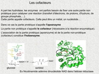 A part les hydrolase, les enzymes ont parfois besoin de fixer une autre partie non
protéique pour catalyser une réaction (transfert d'électrons, de protons, d'hydrure, de
groupe phosphate,…).
Cette partie appelle cofacteurs. Cella peut être un métal, un nucléotide…
Dans ce cas la partie protéique s'appelle l'apoenzyme
La partie non protéique s'appelle le cofacteur (nécessaire à la réaction enzymatique).
L'association de la partie protéique (apoenzyme) et de la partie non-protéique
(cofacteur) constitue l'holoenzyme.
Les cofacteurs
Ex Nicotinamide adénine dinucléotide NAD dans l'aldose réductase
+ NADH + H+ + NAD+
glucose sorbitol
 