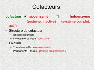 Cofacteurs
cofacteur + apoenzyme  holoenzyme
(protéine, inactive) (système complet,
actif)
• Structure du cofacteur
– ion (ion essentiel)
– molécule organique (coenzyme)
• Fixation
– Transitoire – lâche (co-substrats)
– Permanente – ferme (groupes prosthétiques )
 