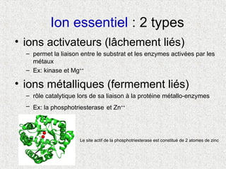 Ion essentiel : 2 types
• ions activateurs (lâchement liés)
– permet la liaison entre le substrat et les enzymes activées par les
métaux
– Ex: kinase et Mg++
• ions métalliques (fermement liés)
– rôle catalytique lors de sa liaison à la protéine métallo-enzymes
– Ex: la phosphotriesterase et Zn++
Le site actif de la phosphotriesterase est constitué de 2 atomes de zinc
 