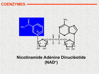 Nicotinamide Adénine Dinucléotide
(NAD+
)
COENZYMES
N
N
N
N
O
OH OH
H H
H
H2C O P O P O CH2
O
O-
H
NH2
O
OH
OH
H
H H
H
+
C
O
NH2
O
O-
N
 