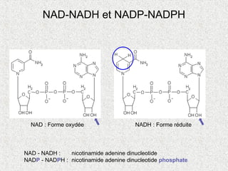 NAD-NADH et NADP-NADPH
NAD - NADH : nicotinamide adenine dinucleotide
NADP - NADPH : nicotinamide adenine dinucleotide phosphate
NAD : Forme oxydée NADH : Forme réduite
 