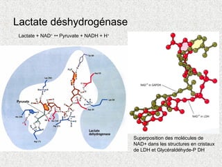 Lactate + NAD+
 Pyruvate + NADH + H+
Superposition des molécules de
NAD+ dans les structures en cristaux
de LDH et Glycéraldéhyde-P DH
Lactate déshydrogénase
 