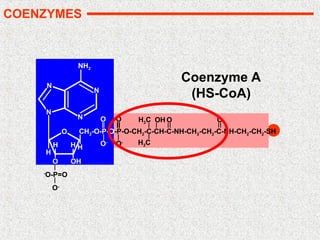 N
N
N
N
O
OH
O
H
H H
CH2-O-P-O-P-O-CH2-C-CH-C-NH-CH2-CH2-C-NH-CH2-CH2-SH
O
O-
H
NH2
O
O-
H3C OH O O
H3C
-
O-P=O
O-
Coenzyme A
(HS-CoA)
COENZYMES
 