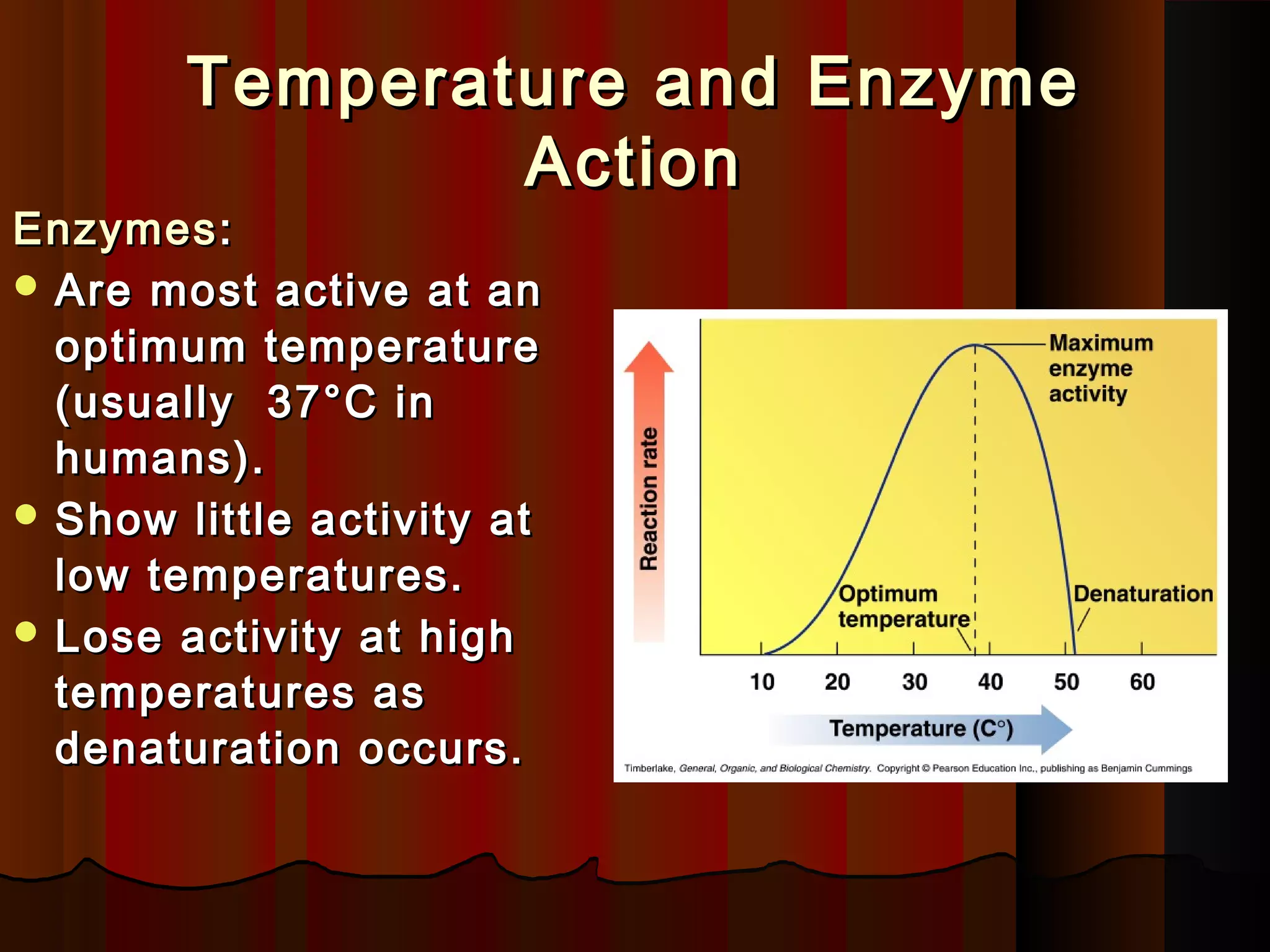 Temperature and Enzyme
                Action
Enzymes :
 Are most active at an
  optimum temperature
  (usually 37°C in
  humans).
 Show little activity at
  low temperatures.
 Lose activity at high
  temperatures as
  denaturation occurs.
 