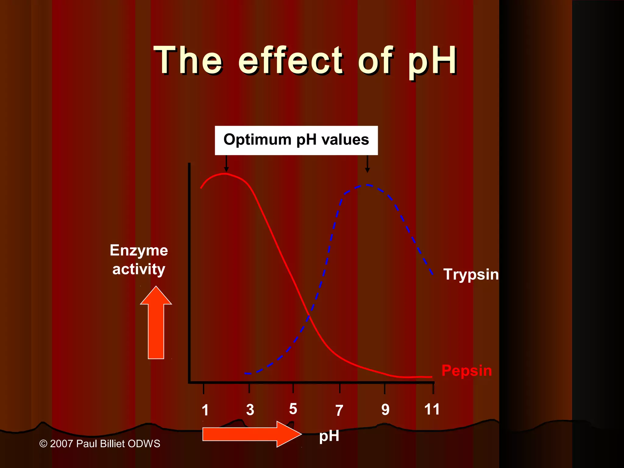 The effect of pH
                               Optimum pH values




             Enzyme
             activity                                       Trypsin




                                                            Pepsin

                           1     3    5    7       9   11

© 2007 Paul Billiet ODWS
                                          pH
 
