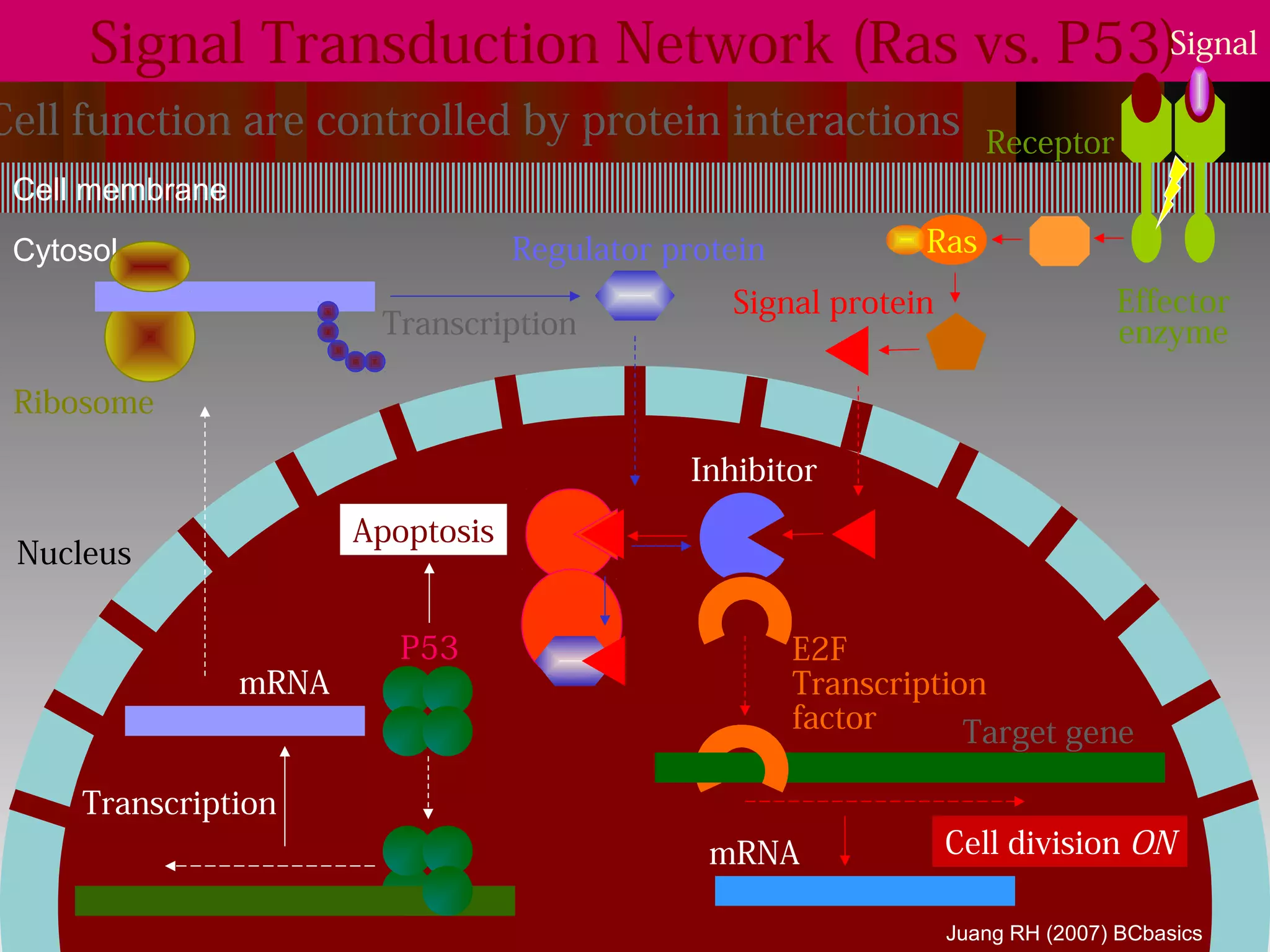 Signal Transduction Network (Ras vs. P53)Signal
Cell function are controlled by protein interactions                   Receptor
 Cell membrane
 Cytosol                            Regulator protein            Ras
                                                   Signal protein                  Effector
                         Transcription                                             enzyme

 Ribosome

                                                Inhibitor
                        Apoptosis
 Nucleus

                           P53                          E2F
                 mRNA                                   Transcription
                                                        factor      Target gene

     Transcription
                                                 mRNA               Cell division ON

                                                                    Juang RH (2007) BCbasics
 