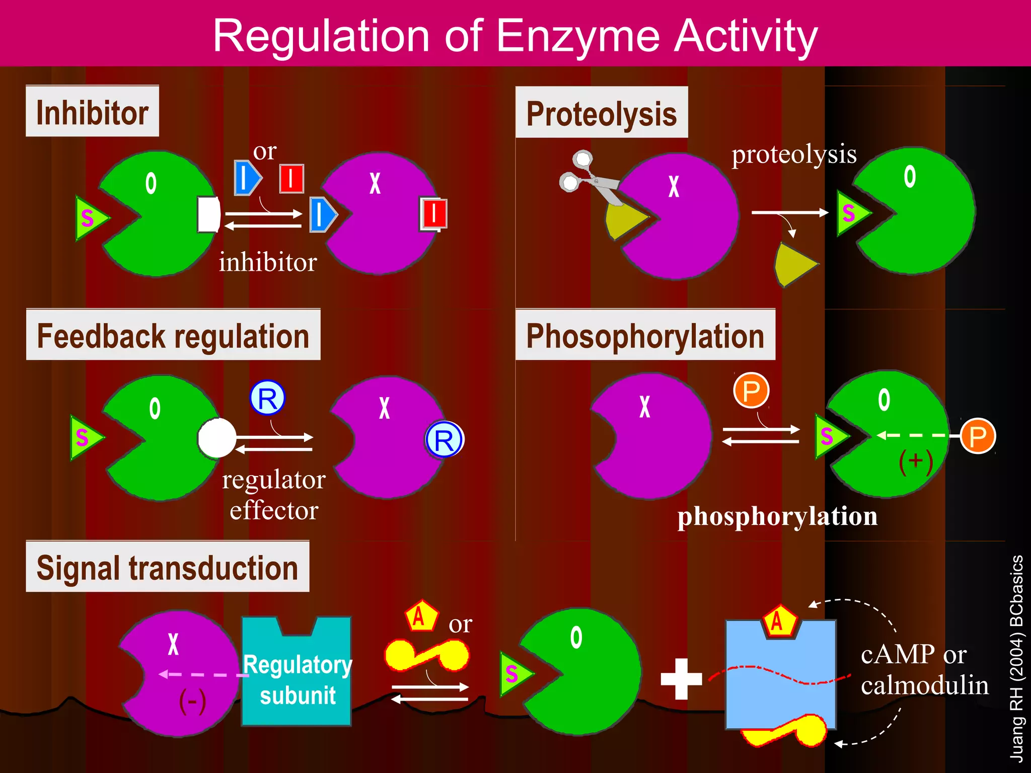 Regulation of Enzyme Activity
Inhibitor                                               Proteolysis
                            or                                          proteolysis
        o               I        I       x                          x                        o
   S                                 I        I                                     S

                      inhibitor

Feedback regulation                                     Phosophorylation

            o               R            x                      x       P                o
   S                                          R                                 S                  P
                                                                                             (+)
                      regulator
                       effector                                     phosphorylation
Signal transduction




                                                                                                       Juang RH (2004) BCbasics
                                             A or                           A
                x                                          o
                                                                    +
                        Regulatory                                                      cAMP or
                                                    S
                         subunit                                                        calmodulin
                (-)
 