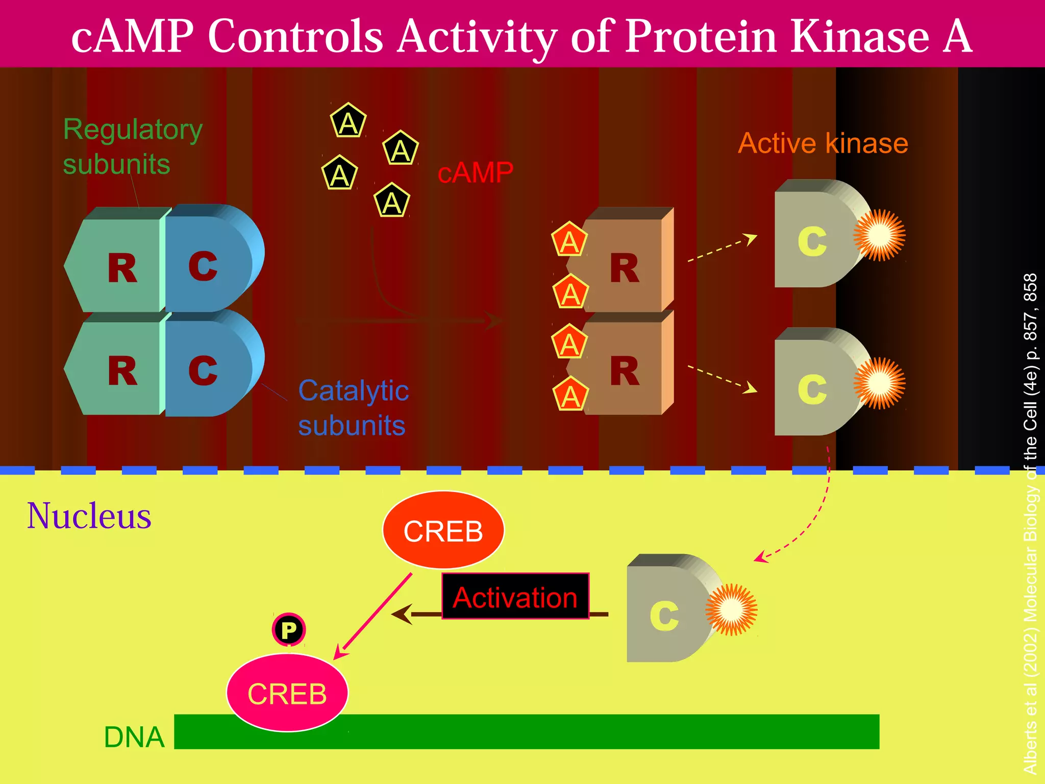 cAMP Controls Activity of Protein Kinase A
  Regulatory           A
                           A                          Active kinase
  subunits            A         cAMP
                           A
                                         A                C
     R    C                                   R




                                                                            Alberts et al (2002) Molecular Biology of the Cell (4e) p. 857, 858
                                         A
                                         A
     R    C         Catalytic
                                              R           C
                                         A
                    subunits


Nucleus                        CREB

                                 Activation
                P                                 C
                                                                 Gene
               CREB                                            expression
    DNA                                                           ON
 