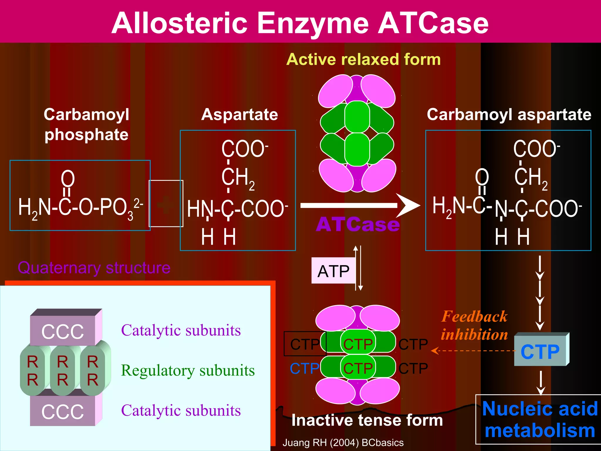 Allosteric Enzyme ATCase
                                       Active relaxed form


     Carbamoyl             Aspartate                              Carbamoyl aspartate
     phosphate
                           COO-                                             COO-


                         - - -




                                                                         - - -
    O                      CH2                                         O CH2
                    +




                                                                       =
      =




H2N-C-O-PO32-           HN-C-COO-                                  H2N-C- N-C-COO-
                                             ATCase
                         -




                                                                         -
                         HH                                               HH
Quaternary structure                         ATP

                                                                   Feedback
     CCC       Catalytic subunits                                  inhibition
                                        CTP       CTP        CTP
 R    R    R
                                                                                CTP
               Regulatory subunits      CTP       CTP        CTP
 R    R    R

     CCC       Catalytic subunits                                        Nucleic acid
                                        Inactive tense form
                                       Juang RH (2004) BCbasics
                                                                         metabolism
 