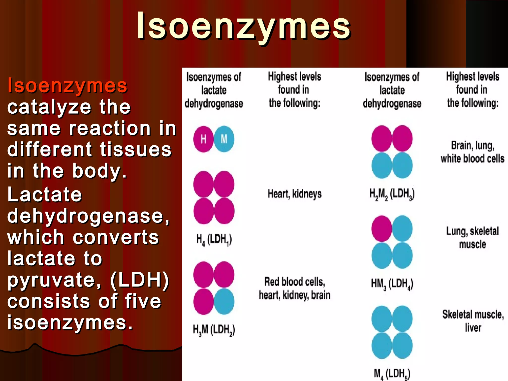 Isoenzymes
 Isoenzymes
  catalyze the
  same reaction in
  different tissues
  in the body.
 Lactate
  dehydrogenase,
  which converts
  lactate to
  pyruvate, (LDH)
  consists of five
  isoenzymes.
 