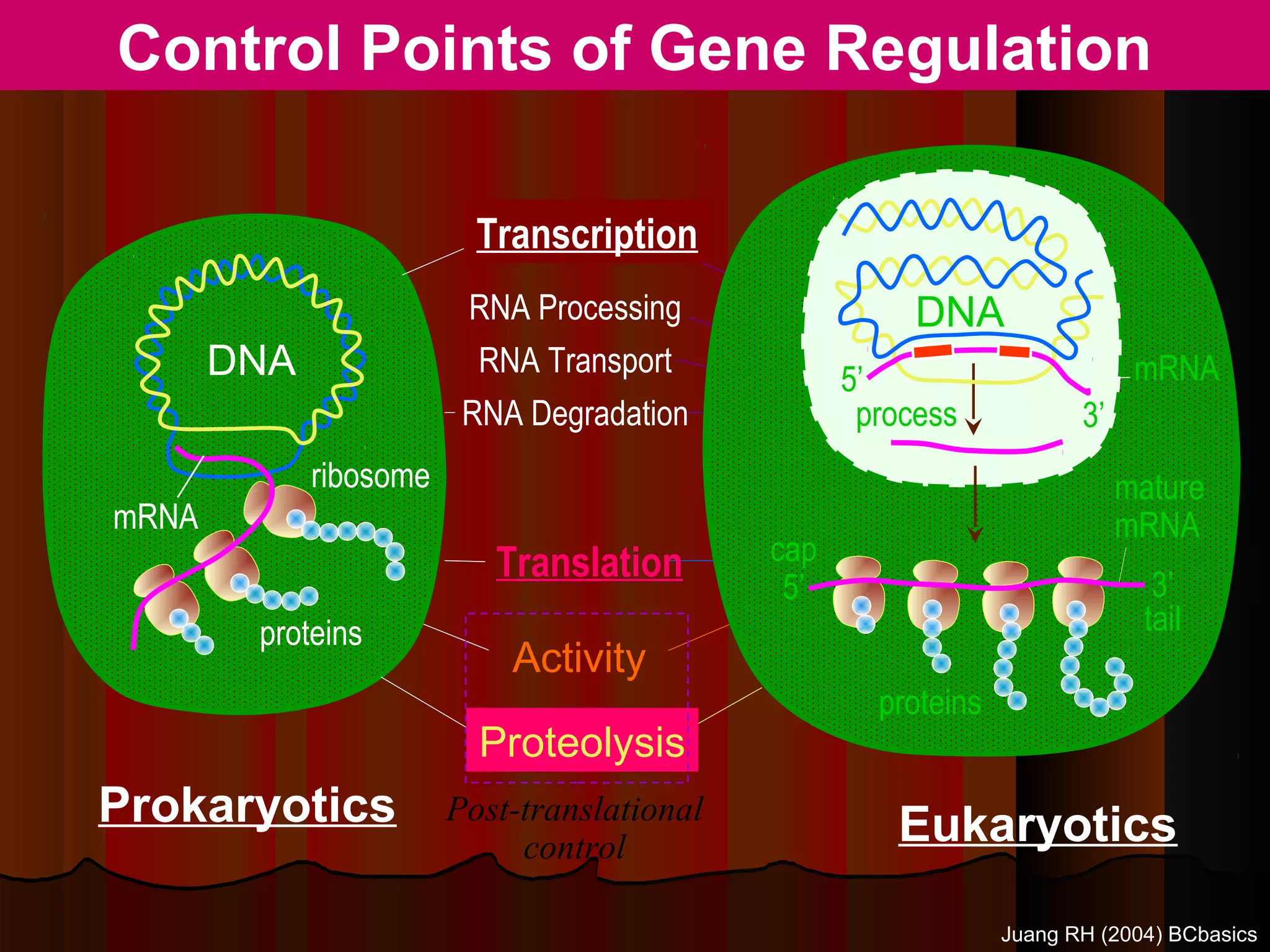 Control Points of Gene Regulation

                          Transcription
                         RNA Processing                 DNA
       DNA                RNA Transport
                                                   5’                        mRNA
                         RNA Degradation            process            3’
             ribosome                                                       mature
mRNA                                                                        mRNA
                           Translation       cap
                                              5’                              3’
        proteins                                                             tail
                            Activity
                                                     proteins
                          Proteolysis
Prokaryotics            Post-translational
                                                      Eukaryotics
                             control

                                                                Juang RH (2004) BCbasics
 