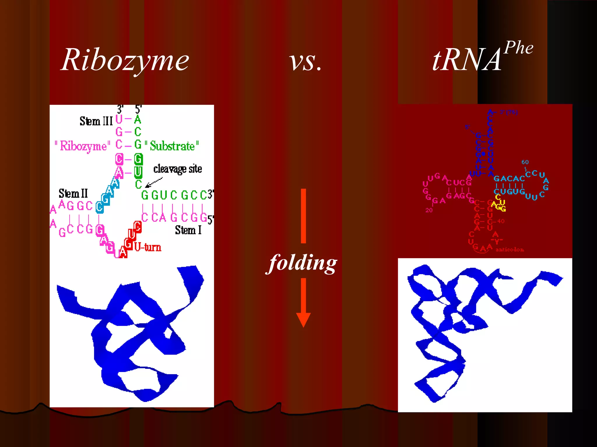 Phe
Ribozyme     vs.     tRNA




           folding
 
