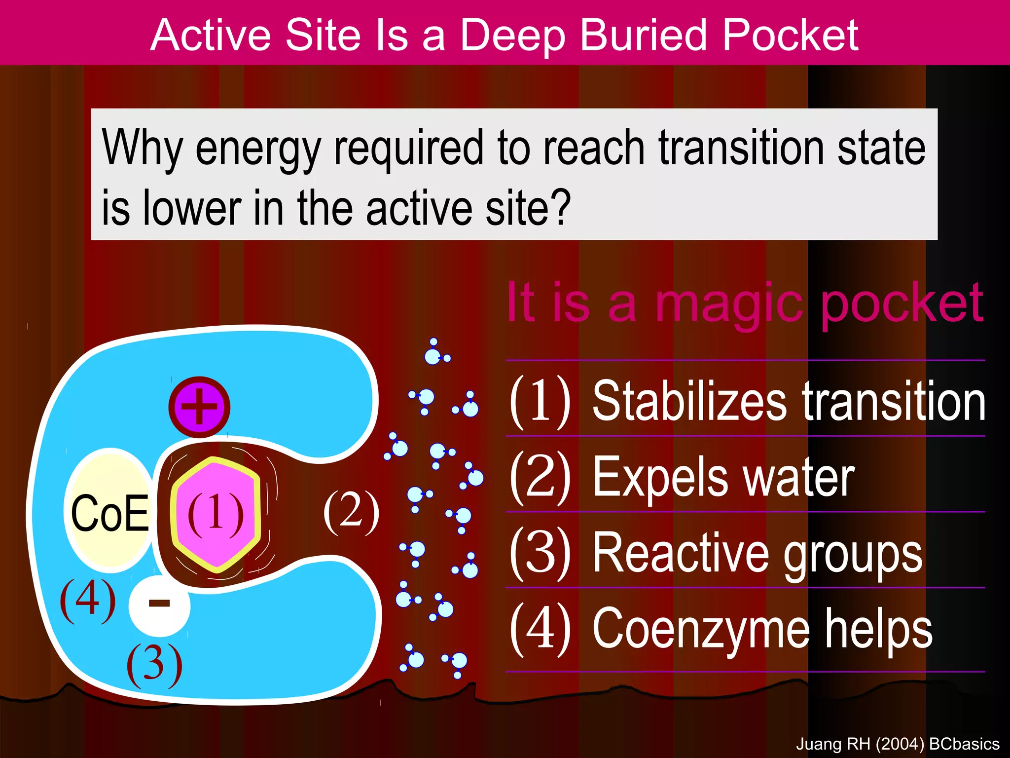 Active Site Is a Deep Buried Pocket

  Why energy required to reach transition state
  is lower in the active site?
                        It is a magic pocket
           +            (1) Stabilizes transition
                        (2) Expels water
CoE (1)        (2)
                        (3) Reactive groups
(4)    -                (4) Coenzyme helps
      (3)
                                       Juang RH (2004) BCbasics
 