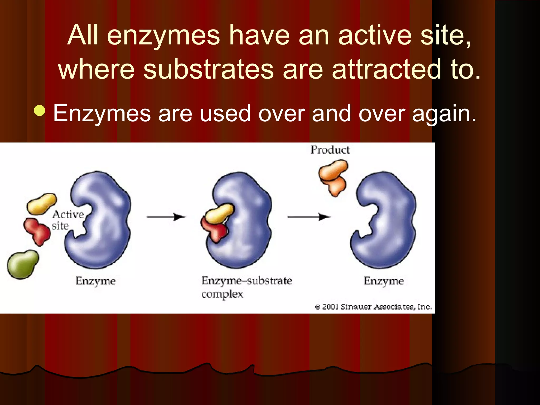 All enzymes have an active site,
 where substrates are attracted to.
 Enzymes   are used over and over again.
 