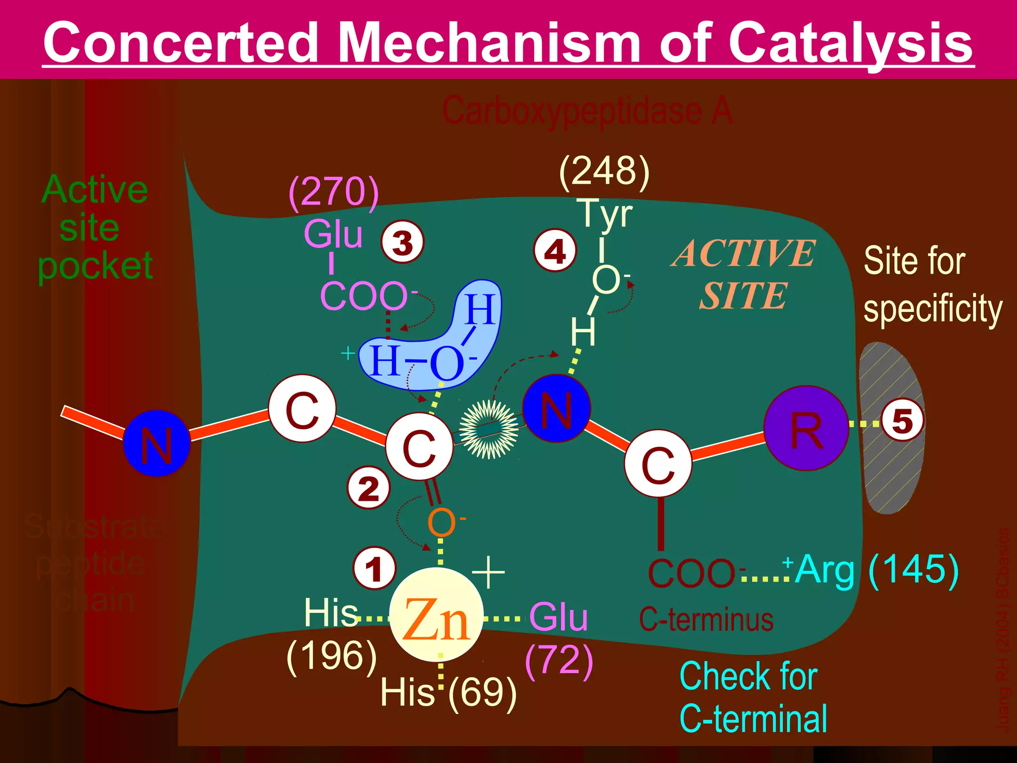 Concerted Mechanism of Catalysis
                            Carboxypeptidase A

Active                             (248)
            (270)
 site                               Tyr
             Glu 3                4              ACTIVE
pocket                                 O   -                       Site for
             COO -           H                    SITE             specificity
                                      H
                +
                    H O-
            C                    N                          R        5
       N                C                      C
                    2
Substrate               O-




                                                                             Juang RH (2004) BCbasics
 peptide
  chain
                    1        +                 COO -        +
                                                                Arg (145)
             His
            (196)
                        Zn       Glu           C-terminus
                                 (72)              Check for
                    His (69)
                                                   C-terminal
 