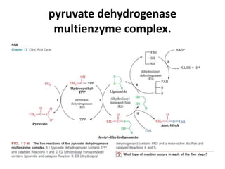 pyruvate dehydrogenase 
multienzyme complex. 
