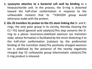 1. Lysozyme attaches to a bacterial cell wall by binding to a 
hexasaccharide unit. In the process, the D-ring is distorted 
toward the half-chair conformation in response to the 
unfavorable contacts that its ￢C6H2OH group would 
otherwise make with the protein. 
2. Glu 35 transfers its proton to the O1 atom linking the D- and E-rings, 
the only polar group in its vicinity, thereby cleaving the 
C1￢O1 bond (general acid catalysis).This step converts the D-ring 
to a planar resonance-stabilized oxonium ion transition 
state, whose formation is facilitated by the strain distorting it to 
the half-chair conformation (catalysis by the preferential 
binding of the transition state).The positively charged oxonium 
ion is stabilized by the presence of the nearby negatively 
charged Asp 52 carboxylate group (electrostatic catalysis).The 
E-ring product is released. 
 