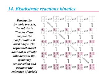 14. Bisubstrate reactions kinetics
During the
dynamic process,
the substrate
“teaches” the
enzyme the
conformation it
must adopt. The
sequential model
does not at all take
into account the
symmetry
conservation and
assumes the
existence of hybrid
 