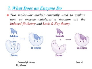 7. What Does an Enzyme Do
 Two molecular models currently used to explain
how an enzyme catalyzes a reaction are the
induced-fit theory and Lock & Key theory.
Induced-fit theory Lock &
Key theory
 