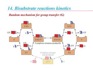 14. Bisubstrate reactions kinetics
Random mechanism for group transfer (G)
 