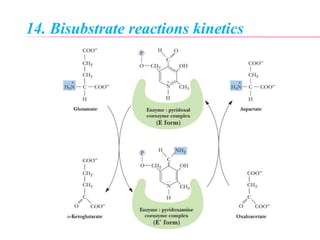 14. Bisubstrate reactions kinetics
 