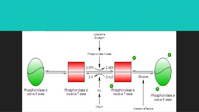 Phosphorylase enzyme Phosphorylase enzyme