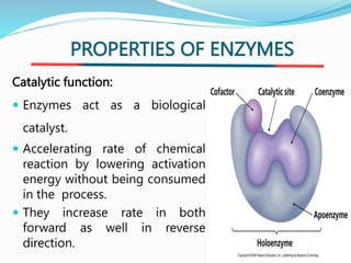 Enzymology.pptx and it's classifications | PPTX