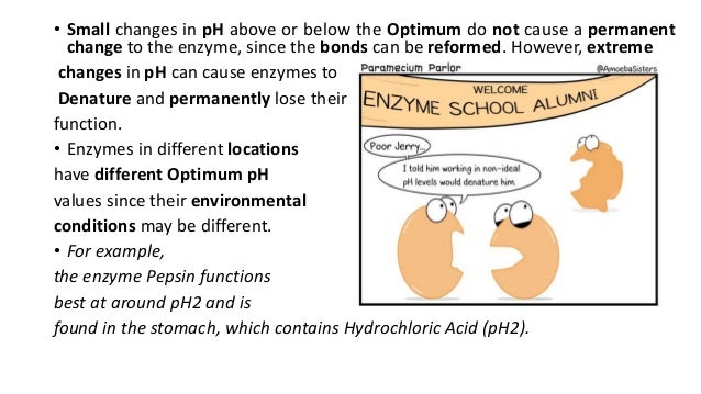 how to permanently rate increase metabolism activity enzyme factors ii affecting Enzymology how to permanently rate increase metabolism activity enzyme factors ii affecting Enzymology