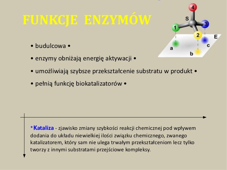 Białka Zawarte W Jaju Kurzym Są Białkami Enzymyy.