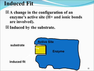 Induced   Fit A  change  in the  configuration  of an  enzyme’s active site  (H+ and ionic bonds are involved). Induced  by the  substrate. Enzyme Active Site substrate induced fit 