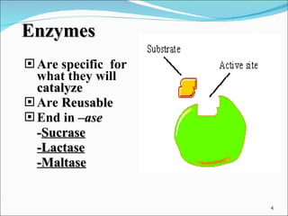 Enzymes Are specific  for what they will  catalyze Are  Reusable End in – ase - Sucrase -Lactase -Maltase 